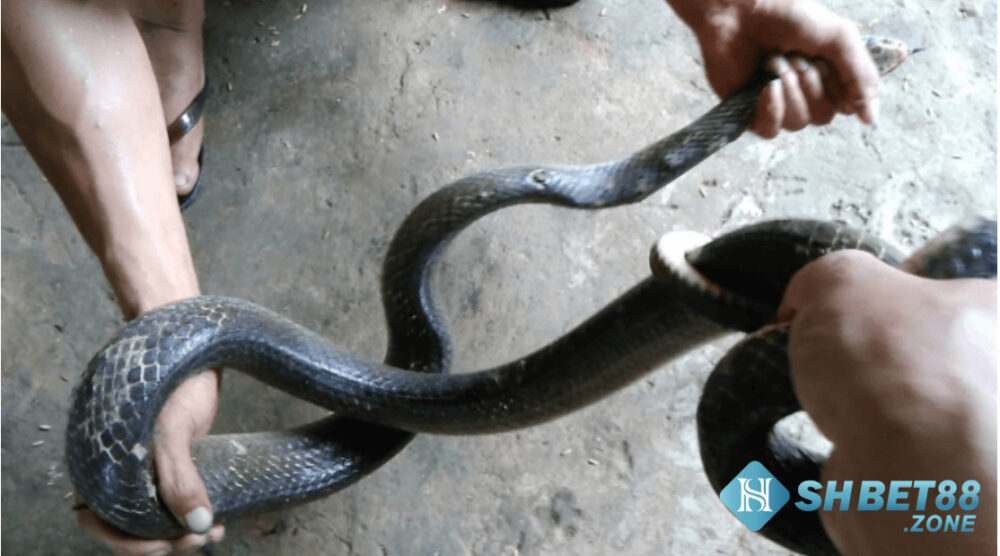 Nằm mơ thấy bắt rắn nên đánh lô gì để trúng ngay? 7 Mộng thấy mình bắt rắn và bị rắn cắn