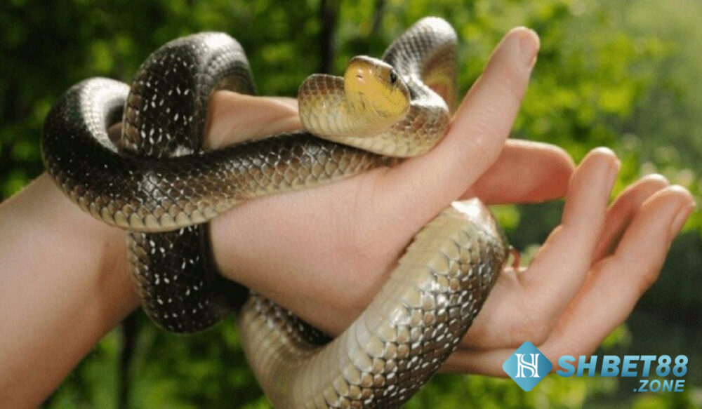 Nằm mơ thấy bắt rắn nên đánh lô gì để trúng ngay? 5 Nằm mơ thấy bắt rắn có phải điềm dữ?